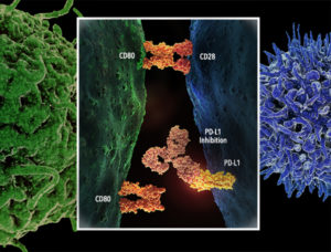 aziop_image01_pdl1_differentiation_inset01_large